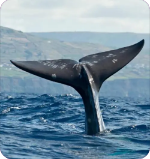 1749380811136238-vipcms4445.png